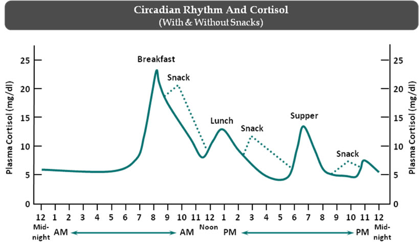 cortisol cycle