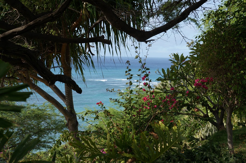 Honolulu Marathon Review 