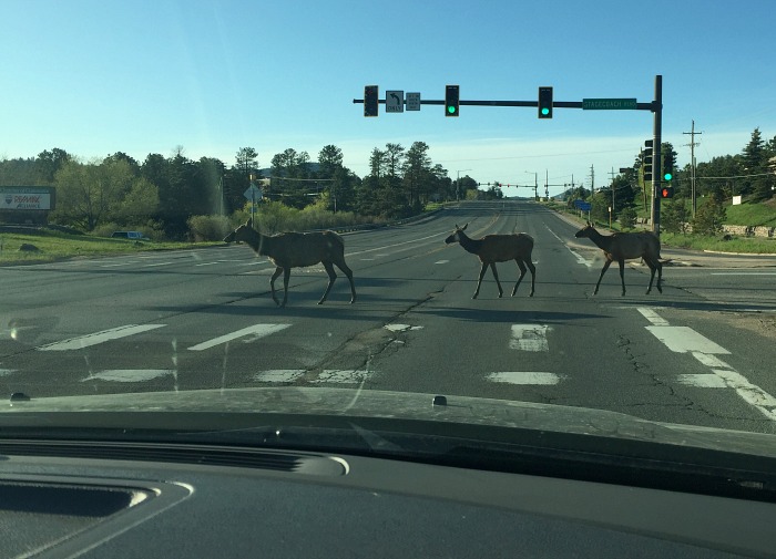 Why did the Elk cross the road