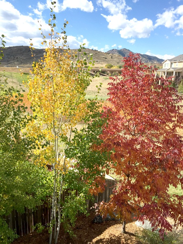 Colorado leaves