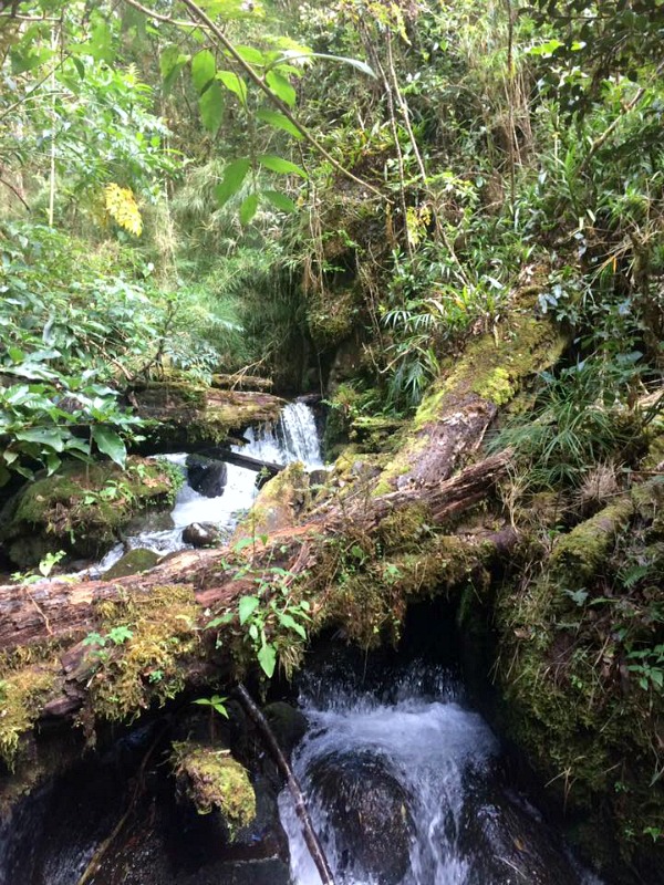 Bridge in the jungle