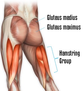 Extensor Muscles