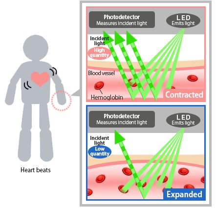 wrist based heart rate