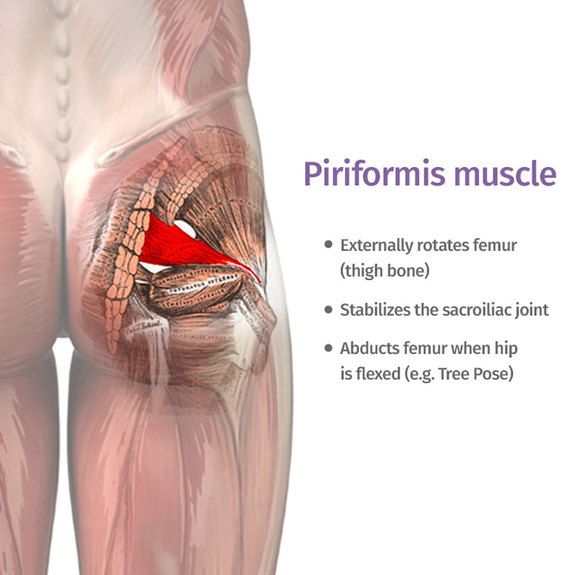 piriformis