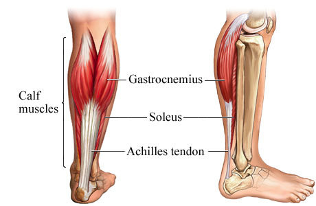 Calf Muscles Running