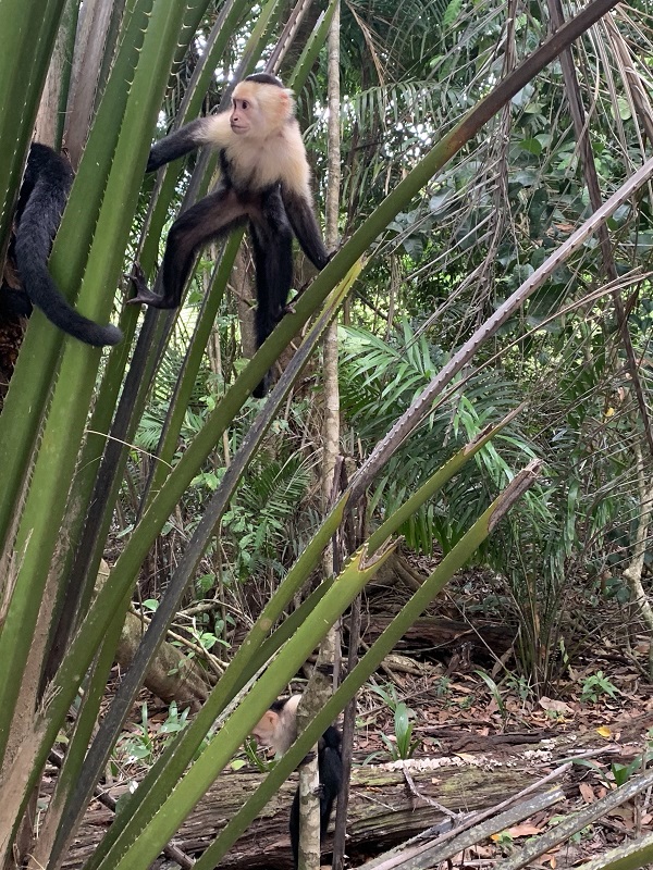 manuel antonio national park
