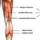 runner hamstrings