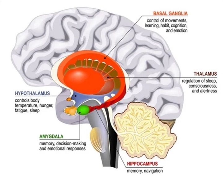 Running Brain Health