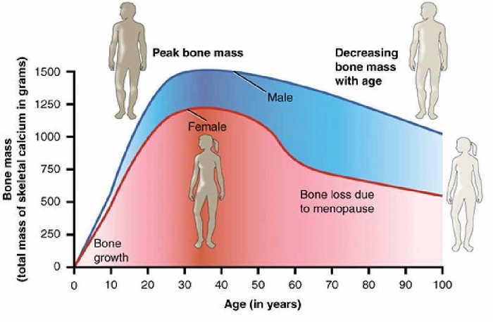 runner bones