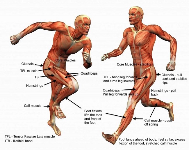 muscles used while running