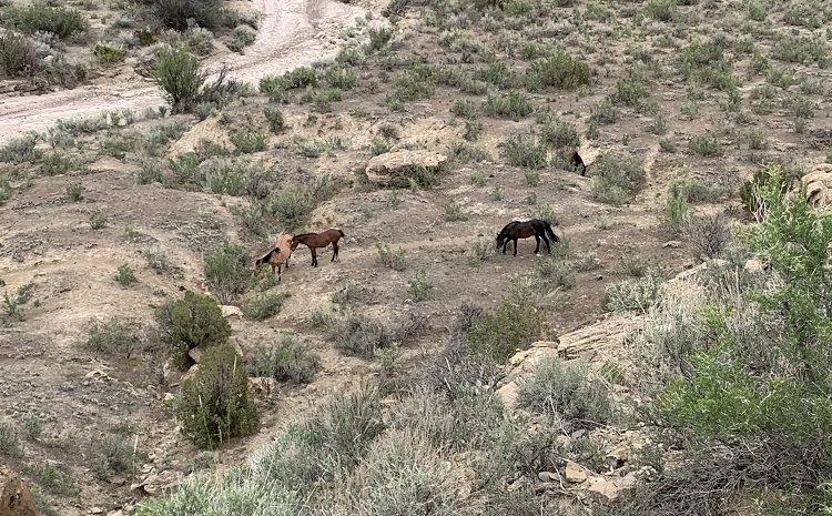 Little Book Cliffs Wild Horses | things to do in grand junction