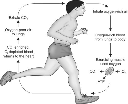 what happens when you run