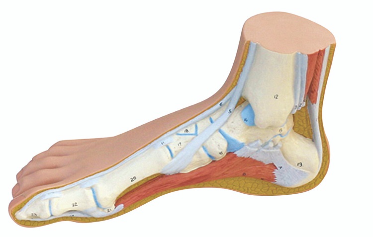 runner foot strength