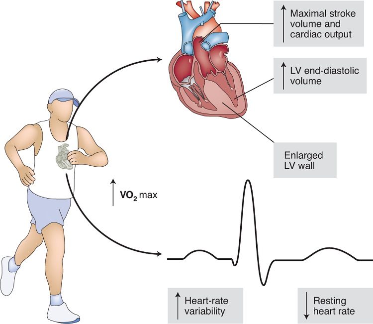 resting heart rate for runners
